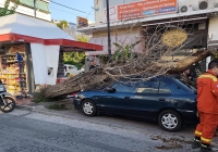 ΕΚΤΑΚΤΟ! Δέντρο καταπλάκωσε αυτοκίνητο σε κεντρικό δρόμο του Χολαργού