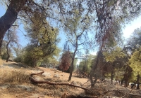 O λόφος Τσακού εκπέμπει SOS! Πρόταση ανάπλασης προς τους Δημάρχους Μυλωνάκη - Αποστολόπουλο